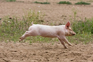 Domestic Pig, Large White x Landrace x Duroc, freerange piglet, running, on outdoor unit, England, june