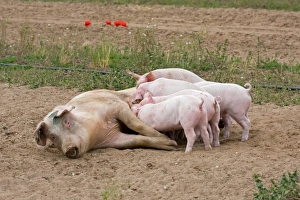 Domestic Pig, Large White x Landrace x Duroc, freerange sow with piglets, suckling, on outdoor unit, England, june