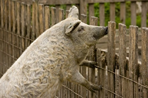 Hogs Prints: Domestic Pig, Mangalitza, adult