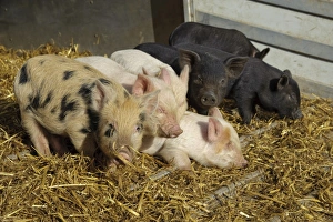Bedding Prints: Domestic Pig, Micro Pig piglets, on straw bedding, Cumbria, England, november