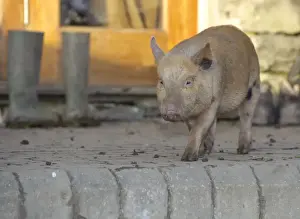 Hogs Prints: Domestic Pig, Micro Pig (Vietnamese Pot-bellied cross) piglet