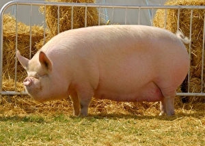 Domestic Pig, Middle White sow, Woodlands Lady, interbreed champion, Lancashire Show, England