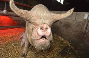 Domestic Pig, Middle White, sow with piglets suckling, standing in pen, England