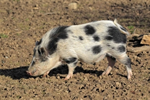 Hogs Prints: Domestic Pig, Miniature Pig, boar, walking on mud, Odenwald, Germany