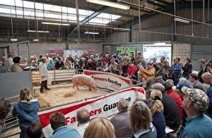 Ring Prints: Domestic Pig, pedigree sow, being sold in auction ring