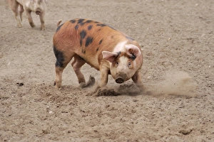 Domestic Pig, Pietrain crossbreed, adult, changing direction whilst running in field on commercial freerange unit