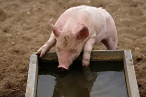 Drinking Prints: Domestic Pig, piglet, drinking from water trough in field on commercial freerange unit