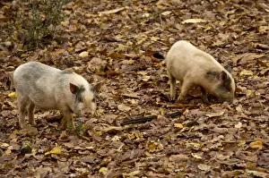 Hogs Prints: Domestic Pig, two piglets, foraging amongst leaf litter on floor of deciduous forest in autumn