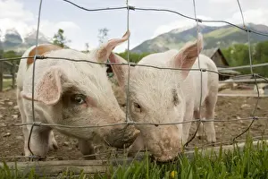 Hogs Prints: Domestic Pig, two piglets, standing beside wire fence in paddock