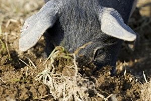 Hogs Prints: Domestic Pig, Saddleback, weaned piglet