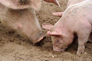 Hogs Prints: Domestic Pig, sow with piglets