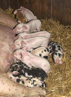 Domestic Pig, sow with piglets suckling, on straw bedding, England