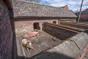 Hogs Prints: Domestic Pig, two sows, resting in old brick built sty, Cheshire, England, May
