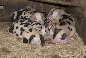 Indoor Prints: Domestic Pig, spotty piglets, sleeping on shavings, Burnley, Lancashire, England, August