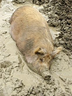 Domestic Pig, Tamworth, adult, wallowing in mud, Midlands, England, june