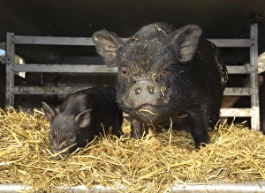 Domestic Pig, Vietnamese Pot-bellied Pig, sow with piglet, on straw bedding in trailer, Cumbria, England, november