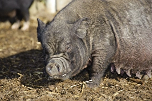 Vietnamese Prints: Domestic Pig, Vietnamese Pot-bellied Pig sow, close-up of head, Cumbria, England, november