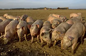 Hogs Prints: Domestic Pig, young, group in open field on commercial freerange unit