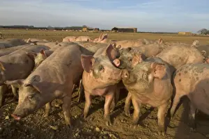 Hogs Prints: Domestic Pig, young, group in open field on commercial freerange unit