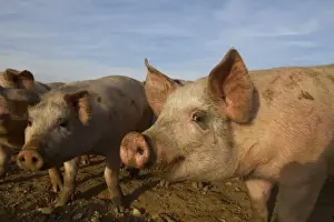 Domestic Pig, young, group in open field on commercial freerange unit, Norfolk, England, March
