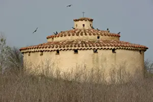 Roofs Prints: Domestic Pigeon, flock gathering on roof of traditional palomar dovecote