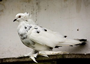 Dove Prints: Domestic Pigeon, Hungarian Giant House Pigeon