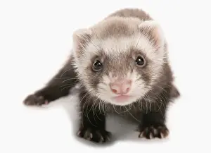 Cutout Prints: Domestic Polecat Ferret (Mustela putorius x putorius furo) young, standing