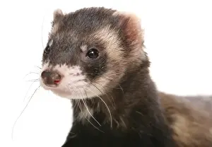 Domestic Polecat Ferret (Mustela putorius x putorius furo) young, close-up of head