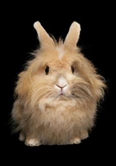 Cute Prints: Domestic Rabbit, adult female, sitting