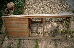 Lagomorph Prints: Domestic Rabbit, adult, in garden run, England, july