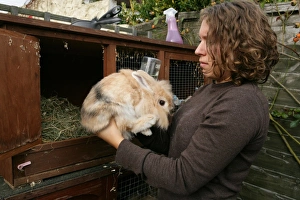 Lagomorph Prints: Domestic Rabbit, adult, held by owner outside hutch, England, october