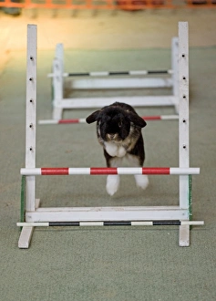 Jump Prints: Domestic Rabbit, adult, jumping hurdles at show, England, october