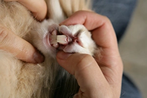 Teeth Prints: Domestic Rabbit, adult, with owner inspecting teeth, England, october