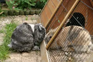 Interacting Prints: Domestic Rabbit, two adults, interacting through wire of garden run, England, july