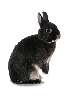 Lagomorph Prints: Domestic Rabbit, black dwarf, adult, standing on hind legs