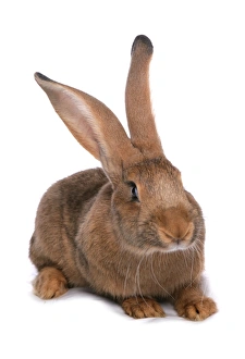 Lagomorph Prints: Domestic Rabbit, Brown Giant House Rabbit, adult, sitting
