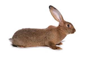 Domestic Rabbit, Brown Giant House Rabbit, adult, sitting