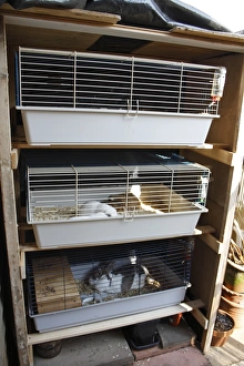 Lagomorph Prints: Domestic Rabbit and Guinea Pigs