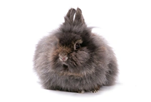 Lagomorph Prints: Domestic Rabbit, Lionhead, black adult, sitting