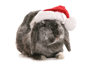 Domestic Rabbit, Lop-eared, adult female, sitting, dressed with Christmas hat