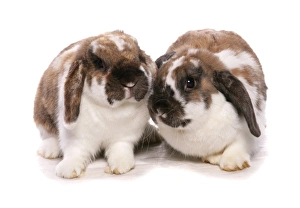 Lagomorph Prints: Domestic Rabbit, lop-eared, two adults, sitting