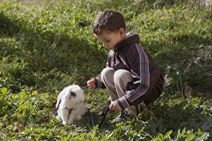 Lagomorph Prints: Domestic Rabbit, lop-eared young, wearing harness, outdoors with young boy owner, Spain