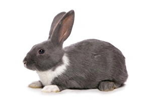 Lagomorph Prints: Domestic Rabbit, silver blue, adult, laying