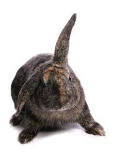 Lagomorph Prints: Domestic Rabbit, tortoiseshell lop-eared, adult