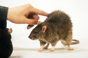 Tame Prints: Domestic Rat, adult, with owners hand touching back