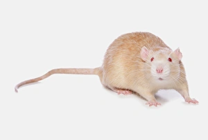 Rodent Prints: Domestic Rat, albino adult, standing