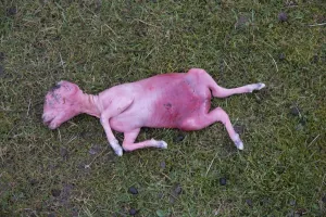 Lamb Prints: Domestic Sheep, aborted lamb foetus, in pasture, Lancashire, England, March