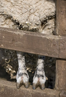 Foot Prints: Domestic Sheep, adult, close-up of legs and feet, standing on fence, England, march