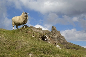 Moorland Prints: Domestic Sheep, adult, standing on moorland
