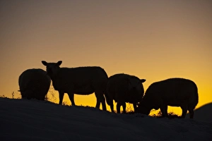 Domestic Sheep, four adults, feeding on hay in snow, silhouetted at sunset, England, december